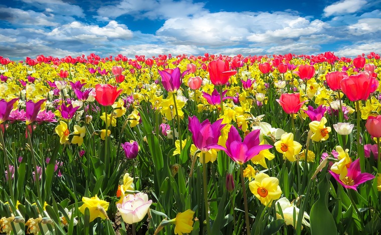 Tulpen