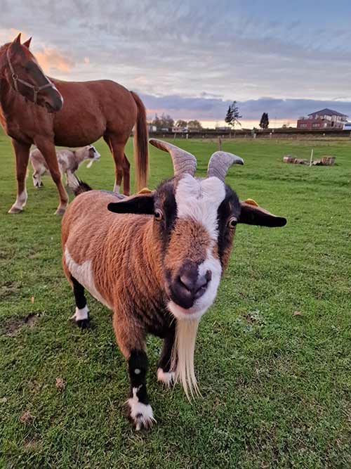 Tierisch gut